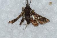 Thyris fenestrella