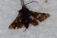 Thyris fenestrella