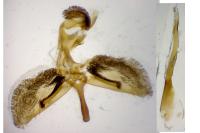 Bembecia albanensis