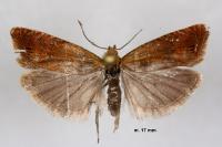 Lathronympha strigana