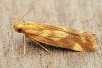 Mirificarma flavella