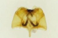 Cephimallota angusticostella