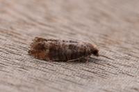 Clavigesta sylvestrana