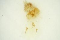 Clavigesta sylvestrana