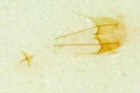 Ephysteris promptella