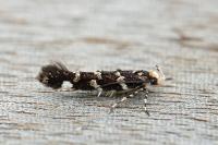 Eteobalea serratella