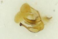 Eteobalea serratella