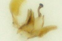 Eteobalea serratella