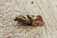 Gynnidomorpha vectisana