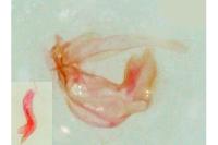 Gynnidomorpha vectisana