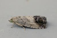 Cydia splendana