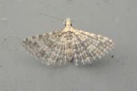 Alucita zonodactyla
