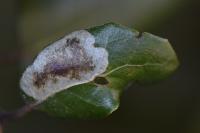 Phyllonorycter belotella
