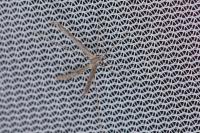 Agdistis frankeniae