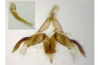 Agdistis frankeniae