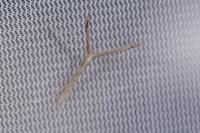 Agdistis bennetii