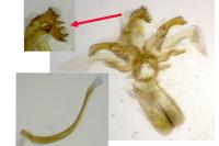 Agdistis bennetii