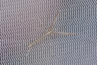Agdistis bennetii
