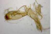 Emmelina monodactyla