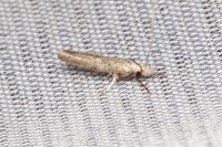 Paradoxus osyridellus