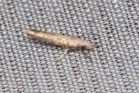 Paradoxus osyridellus