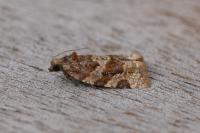 Argyrotaenia ljungiana