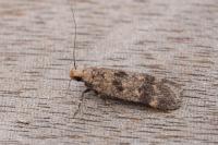 Pexicopia malvella