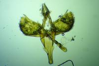 Prochoreutis myllerana