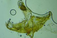 Coleophora milvipennis