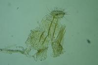 Phyllonorycter messaniella