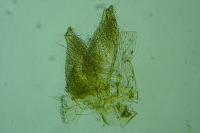 Monochroa sepicolella