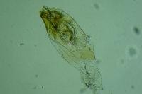 Monochroa sepicolella