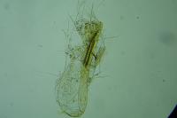 Bucculatrix bechsteinella