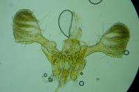 Parornix finitimella
