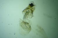 Bucculatrix frangutella