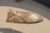 Pseudopostega crepusculella
