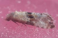Eupoecilia angustana