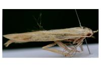 Coleophora ochrea
