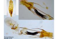 Coleophora ochrea