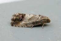 Cydia splendana