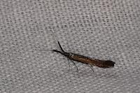 Coleophora mayrella