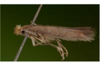 Bucculatrix cristatella