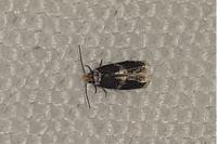 Stigmella basiguttella