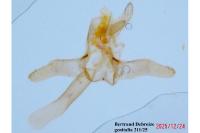 Bucculatrix cristatella