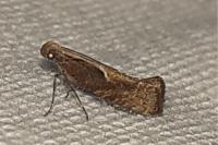 Acrolepiopsis vesperella
