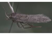 Bryotropha terrella