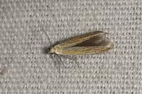 Coleophora brunneosignata