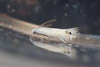 Leucoptera coronillae