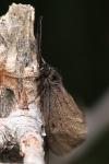 Heterogynis penella