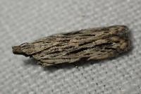 Anarsia innoxiella